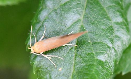 Crassa unitella